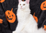 Xia - Maine Coon Kitten For Sale - Virginia Bch&comma; VA&comma; US