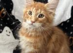 Boy V20 - Maine Coon Kitten For Sale - Virginia Bch&comma; VA&comma; US