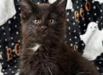 Boy V29 - Maine Coon Kitten For Sale - Virginia Bch&comma; VA&comma; US