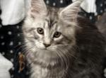 Girl V26 - Maine Coon Kitten For Sale - Virginia Bch&comma; VA&comma; US