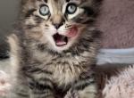Fawn - Norwegian Forest Kitten For Sale - Bolingbrook&comma; IL&comma; US