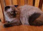 Bellah - Scottish Fold Kitten For Sale - 