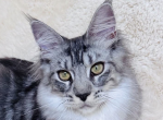 Irma - Maine Coon Kitten For Sale - Brighton&comma; CO&comma; US