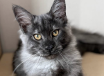 Shafran - Maine Coon Kitten For Sale - Brighton&comma; CO&comma; US