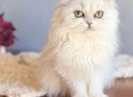 Sweet Pea - Persian Kitten For Sale - 