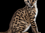 F2 Savannah Kittens - Savannah Kitten For Sale - MI&comma; US