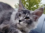 Finik - Maine Coon Kitten For Sale - Brighton&comma; CO&comma; US