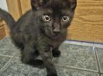 Caracat Chausie Caracal Jungle Cat Domestic - Chausie Kitten For Sale - MI&comma; US