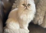 Alayah - Persian Cat For Sale - 