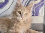 Rita - Maine Coon Kitten For Sale - Brighton&comma; CO&comma; US