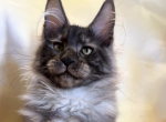 Rosman - Maine Coon Kitten For Sale - Brighton&comma; CO&comma; US