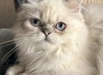 Kit - Himalayan Cat For Sale - Rogers&comma; AR&comma; US