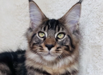 Ignor - Maine Coon Kitten For Sale - Brighton&comma; CO&comma; US