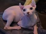 Odd eyed elf girl - Sphynx Kitten For Sale - Thurmont&comma; MD&comma; US