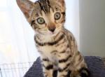 Amora - Bengal Kitten For Sale - Tulsa&comma; OK&comma; US