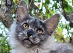 Frida - Maine Coon Kitten For Sale - Brighton&comma; CO&comma; US