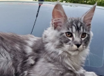 Forest - Maine Coon Kitten For Sale - Brighton&comma; CO&comma; US