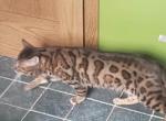 Male Bengal - Bengal Cat For Sale - MI&comma; US