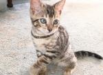 Diamond - Bengal Kitten For Sale - 