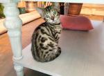 Archer - Bengal Kitten For Sale - Tulsa&comma; OK&comma; US