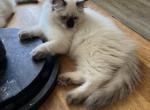 Sylvia - Ragdoll Kitten For Sale - San Diego&comma; CA&comma; US