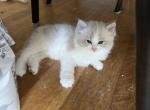 Prince Charmingg - Ragdoll Kitten For Sale - San Diego&comma; CA&comma; US