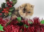 Xmas kittens coming soon - Persian Kitten For Sale - Arlington Heights&comma; IL&comma; US