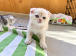 American Bobtail X Scottish - American Bobtail Kitten For Sale - 