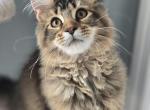 Maine Coon Girl - Maine Coon Kitten For Sale - FL&comma; US