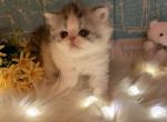 Kyle - Persian Kitten For Sale - 