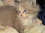 Noelle - Ragdoll Kitten For Sale - Williamsport&comma; OH&comma; US