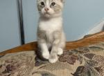Lady - Siamese Kitten For Sale - White Cloud&comma; MI&comma; US