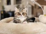 Maylee - Persian Kitten For Sale - Aurora&comma; CO&comma; US