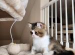 Dark star - Persian Kitten For Sale - Aurora&comma; CO&comma; US