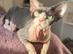Nixon - Cornish Rex Kitten For Sale - Philadelphia&comma; PA&comma; US
