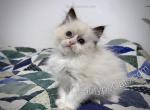 Milly - Ragdoll Kitten For Sale - Tuscaloosa&comma; AL&comma; US