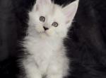 Everest - Maine Coon Kitten For Sale - NY&comma; US