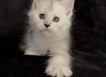 Male Everest - Maine Coon Kitten For Sale - NY&comma; US