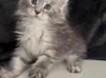 Boy Eleo - Maine Coon Kitten For Sale - NY&comma; US