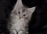 Eleo - Maine Coon Kitten For Sale - NY&comma; US