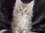 Eleo boy - Maine Coon Kitten For Sale - NY&comma; US