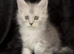 Girl Enigma - Maine Coon Kitten For Sale - NY&comma; US