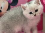 Karl - British Shorthair Kitten For Sale - New York&comma; NY&comma; US