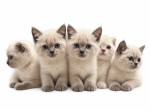 Casper Lily Jax Daisy Lu - Scottish Fold Kitten For Sale - WA&comma; US