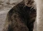Sky - Domestic Kitten For Sale - Alexandria&comma; VA&comma; US