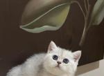 Stefani - British Shorthair Kitten For Sale - Philadelphia&comma; PA&comma; US