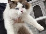 Ragdoll Cat male - Ragdoll Cat For Adoption - Auburn&comma; WA&comma; US