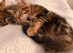 Aries - Bengal Kitten For Sale - 