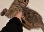 Juliettee - Bengal Kitten For Sale - Las Vegas&comma; NV&comma; US
