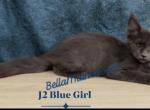 J2 Blue Girl - Maine Coon Kitten For Sale - Las Vegas&comma; NV&comma; US